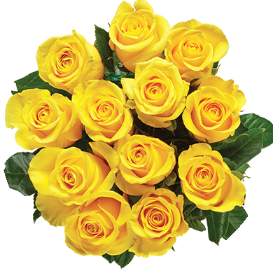 Yellow Roses