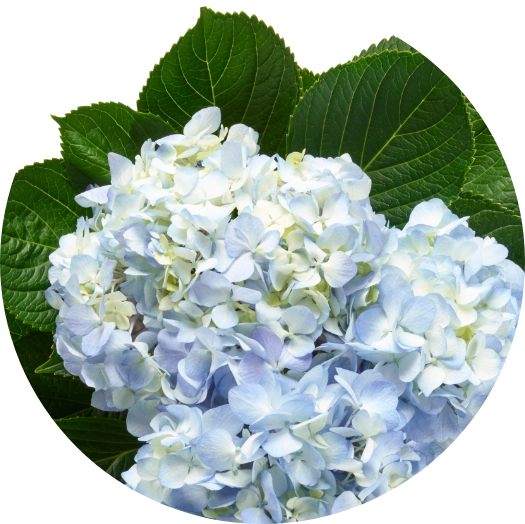 Blue hydrangea
