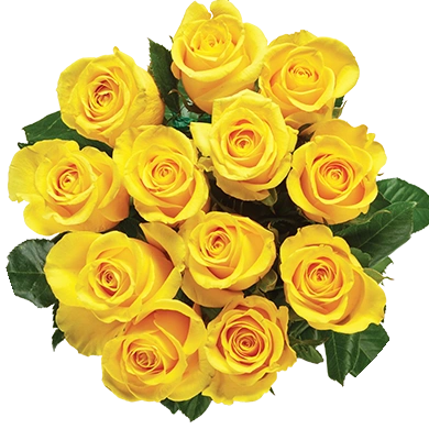 Yellow Roses
