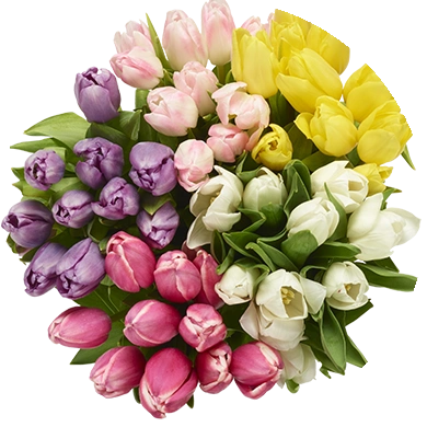 Tulips